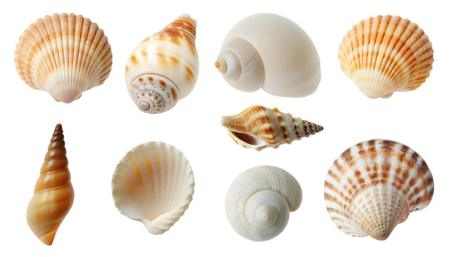 Collection set of beach seashells isolated on white background PNG