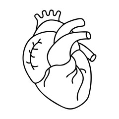 realistic heart icon, realistic heart vector illustration-simple illustration of realistic heart, perfect for realistic heart logos and icons
