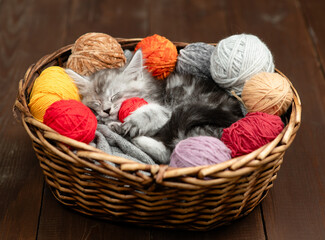 Cute tiny maine coon kitten hugs ball of thread and sleeps inside a basket with many clews of thread. Dark wooden background