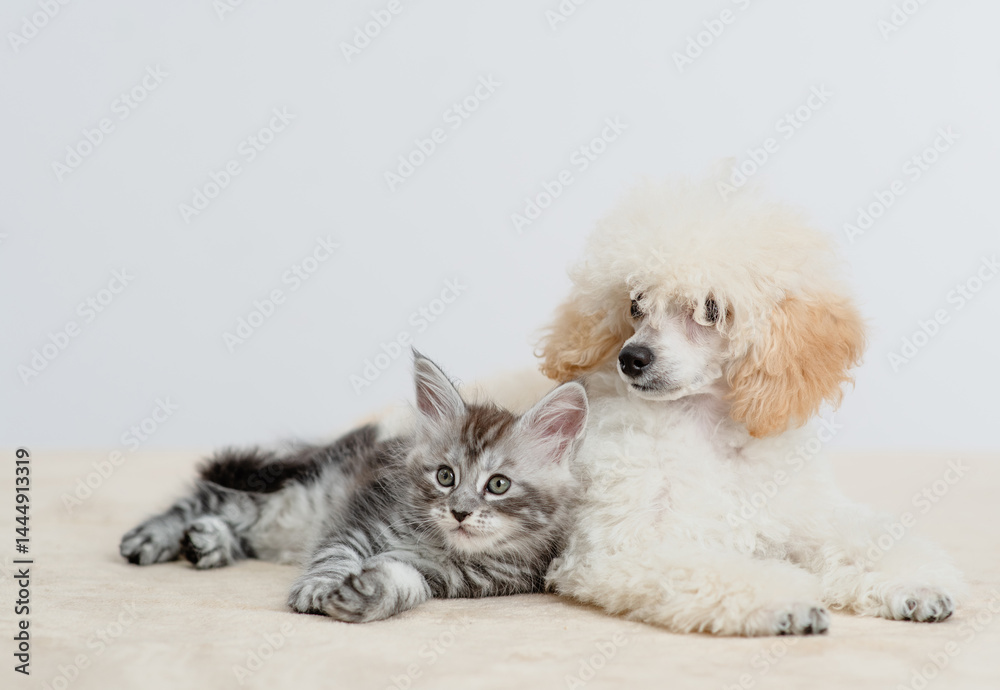 Poster poodle puppy lying with tiny maine coon cat on a bed at home, pets look away on empty space