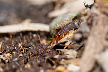 Lithobie à pinces sous écorce en forêt – faune forestière