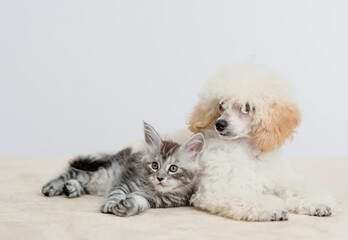 Poodle puppy lying with tiny maine coon cat on a bed at home, Pets look away on empty space