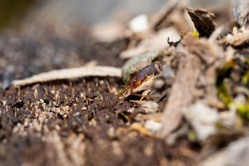 Lithobie à pinces sous écorce en forêt – faune forestière