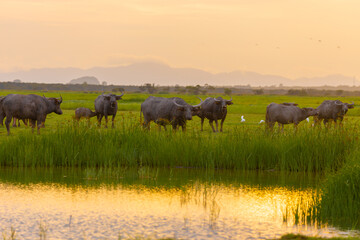 A herd of muddy buffaloes grazing in the evening at the Thale Noi of Pak Pra is another interesting activity for tourists in Khuan Khanun District, Phatthalung