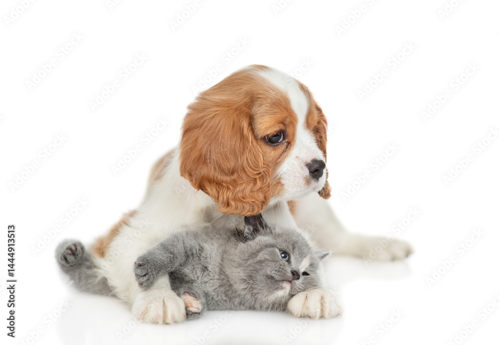 Aufkleber cavalier king charles spaniel hugs tiny kitten. pets look away on empty space together. isolated on 