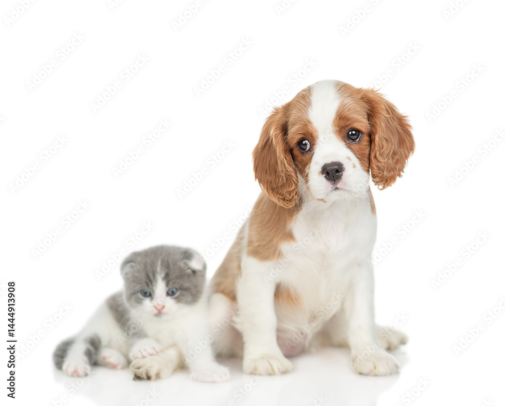 Aufkleber Tilting head Cavalier King Charles Spaniel sits with tiny kitten. isolated on white background