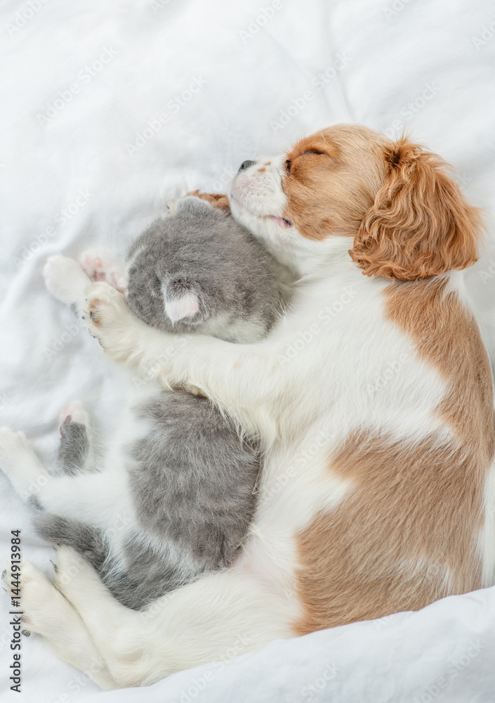 Aufkleber friendly cavalier king charles spaniel hugs tiny kitten on the bed at home. top down view