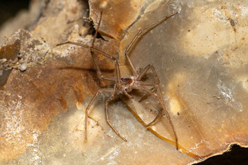 Mue d'araignée Tegenaria