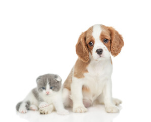 Tilting head Cavalier King Charles Spaniel sits with tiny kitten. isolated on white background