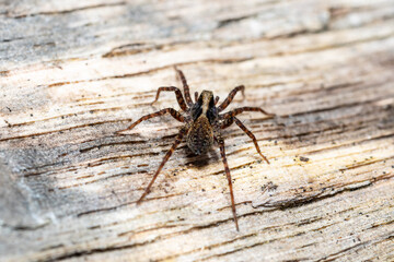 Araignée Pardosa spec. vue de dessus sur bois