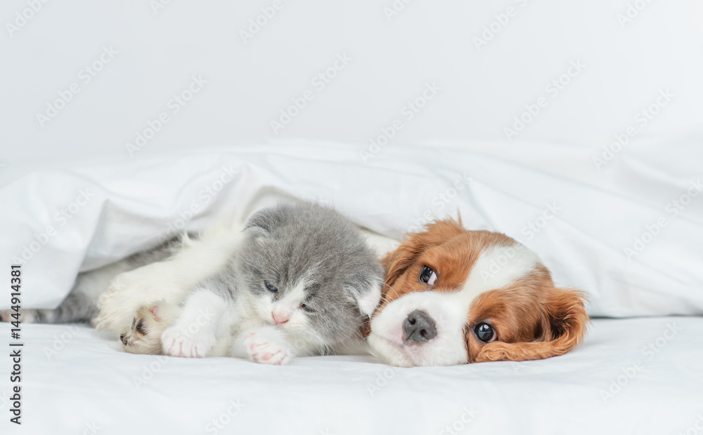 Aufkleber sleepy cavalier king charles spaniel sleeps and hugs tiny kitten on the bed at home. empty space for