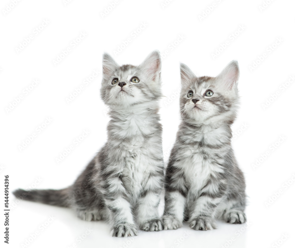 Aufkleber two cute maine coon kittens looking away and up on empty space. isolated on white background