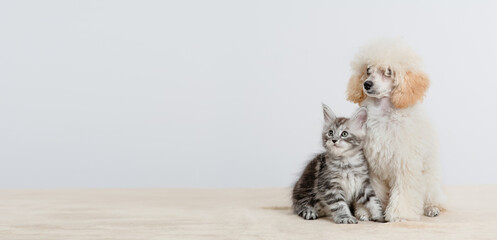 Fototapeta premium Poodle puppy sitting with tiny maine coon cat on a bed at home, Pets look away together. Empty space for text
