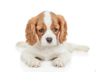Cute Cavalier King Charles Spaniel puppy lying and looking away and up on empty space. Isolated on white background
