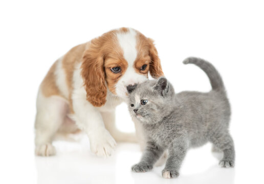 Сavalier King Charles Spaniel puppy sniffs or kisses or licks tiny gray kitten.  isolated on white background