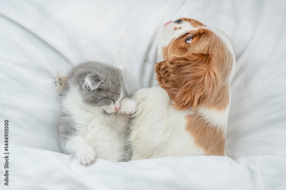 Aufkleber friendly cavalier king charles spaniel and tiny kitten sleep together under white warm blanket on a 