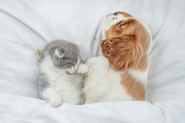 Friendly Cavalier King Charles Spaniel and tiny kitten sleep together under white warm blanket on a...