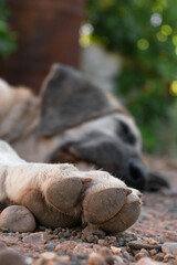 Shocking scene of a dead dog on a ditch with the focal point in the foreground of the pad of its paw and blurring face.