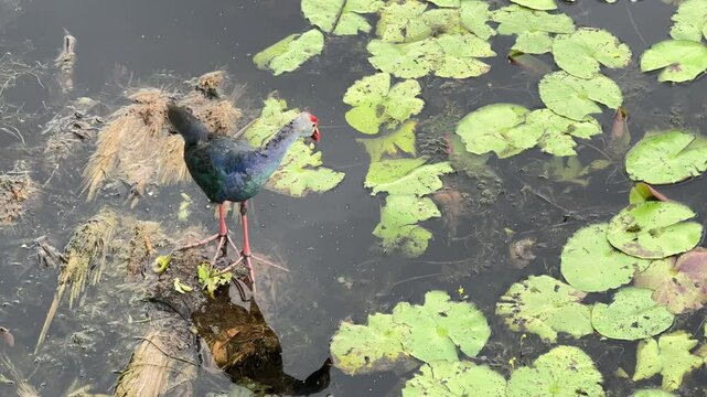 A Purple Swamphen (Porphyrio porphyrio) standing near the water&rsquo;s edge in a lush wetland, surrounded by aquatic vegetation and reeds.