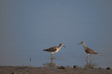 The beautiful Two Wood sandpiper  standing in wetland. The background is blurred blue with water.