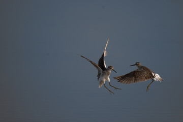 The beautiful Two Wood sandpiper in flight, in wetland. The background is blurred blue with water.