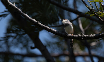 A small Grey breasted Prinia perches delicately on a slender, bare branch against a soft, blurred backdrop of pale blue sky and muted green foliage.