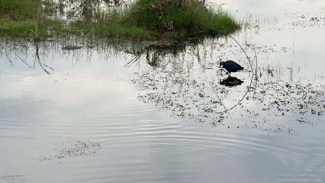 A Purple Swamphen (Porphyrio porphyrio) standing near the water&rsquo;s edge in a lush wetland, surrounded by aquatic vegetation and reeds.