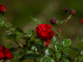 beautiful red rose in the nature
