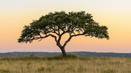 Obraz premium A solitary tree stands proudly in a vibrant landscape setting