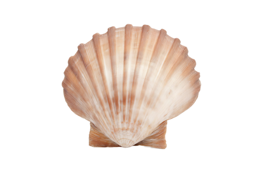 Scallop shell isolated on transparent background