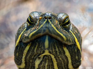 アカミミガメ（ミドリガメ）