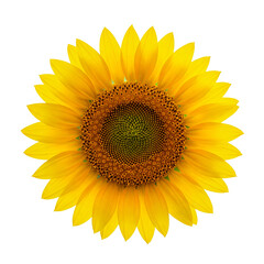 Fototapeta premium Sunflower Blossom Against a Bright Blue Sky with Sun Flare - Symbol of Summer, Joy, and Natural Beauty