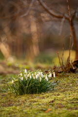 Blooming Snowdrops in Spring with Mossy Foreground and Blurred Tree Branches in the Background