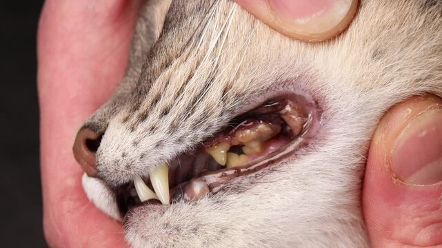 close-up view of adult cats mouth being gently opened to show bacterial plaque accumulation and tartar deposits on teeth, emphasizing the importance of regular dental care for pets