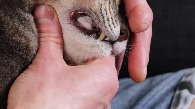 cats mouth to spray dental medicine onto inflamed gums for reducing redness and tartar buildup. Concept pet oral hygiene routine, veterinary dental care, animal hygiene, home pet treatment.