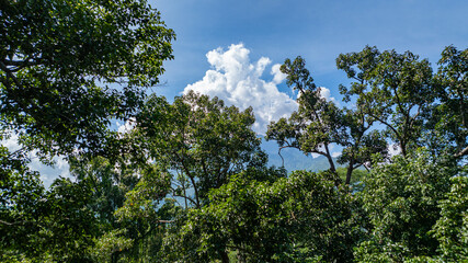 large and tall teak forest bathed in sunlight, with tall, slender trees reaching toward the sky. The soft rays of light filtering through the branches create a serene and enchanting woodland