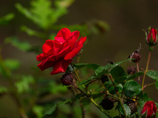 Fototapeta premium beautiful red rose in the nature