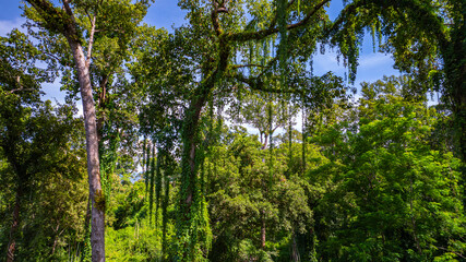large and tall teak forest bathed in sunlight, with tall, slender trees reaching toward the sky. The soft rays of light filtering through the branches create a serene and enchanting woodland