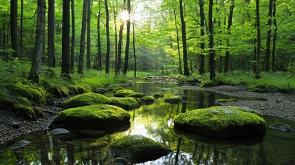 A beautiful river flows through a lush green forest landscape