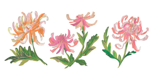 Spring clip art of chrysanthemum flowers drawn with wax crayons on white isolated background. Children's botanical collection of oil pastel illustrations. Designs for greeting cards, stickers,posters.