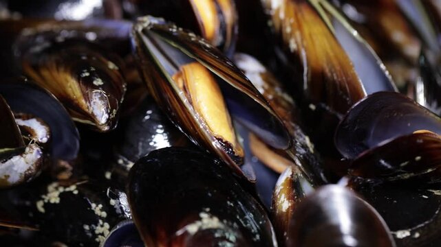 Close-up of cooked mussels in opened shells