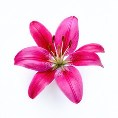 Pink lily flower close up top view on white background