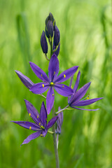 Closeup of Camas flowers in meadow