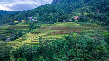 A breathtaking view of vibrant green and golden rice terraces cascading down the mountainside, set against a backdrop of lush hills and a cloudy sky in a serene rural setting.