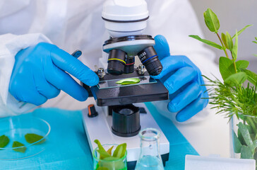 Research of plants in the laboratory. Selective focus.