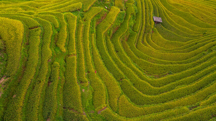 terraced rice fields in a charming valley of golden rice fields and lush forests covered in morning mist, creating a peaceful and atmospheric rural atmosphere. beautiful nature