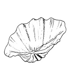 Hippopus clam shell, black and white ink sketch. Vector marine illustration. Pearl oyster shell, beige shades highlighted on a white background. For posters, postcards, wallpapers, decor and design