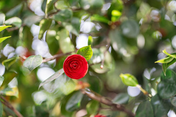 Close-up of a vibrant red Camellia flower (Camellia japonica) in full bloom, surrounded by lush green leaves, showcasing the natural beauty and fresh atmosphere of a garden setting.
