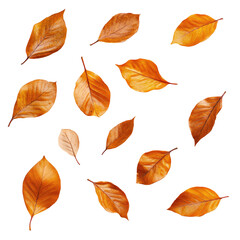Fototapeta premium Autumn leaves scattered on a black background. Detailed illustration of various autumnal leaves