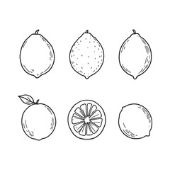 Lemon fruit line art drawing with minimal design